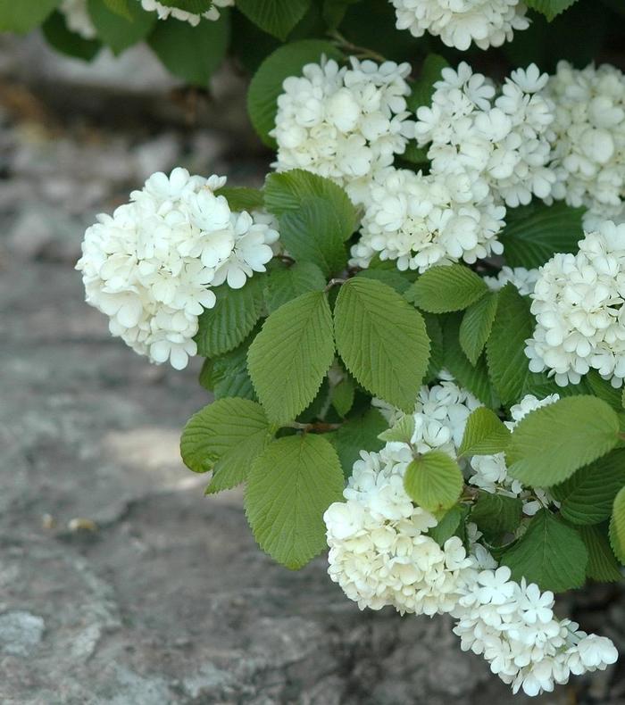 Newport Doublefile Viburnum - Viburnum plicatum v. tomentosum 'Newport' from EC Browns Nursery