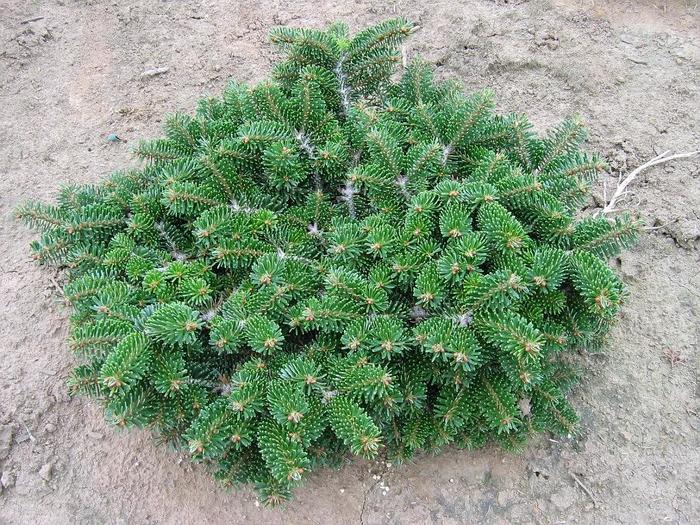 'Verkade's Prostrate' Balsam Fir - Abies balsamea from EC Browns Nursery