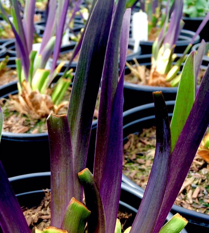 'Purple Flame' Iris - Iris versicolor 'Purple Flame' from EC Browns Nursery
