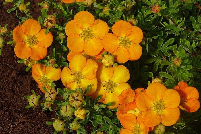 Bella Sol&reg; - Potentilla fruticosa from EC Browns Nursery