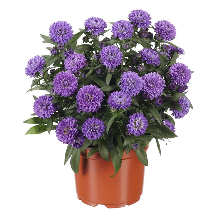 Showmakers&reg; Blue Bayou - Aster novi-belgii from EC Browns Nursery