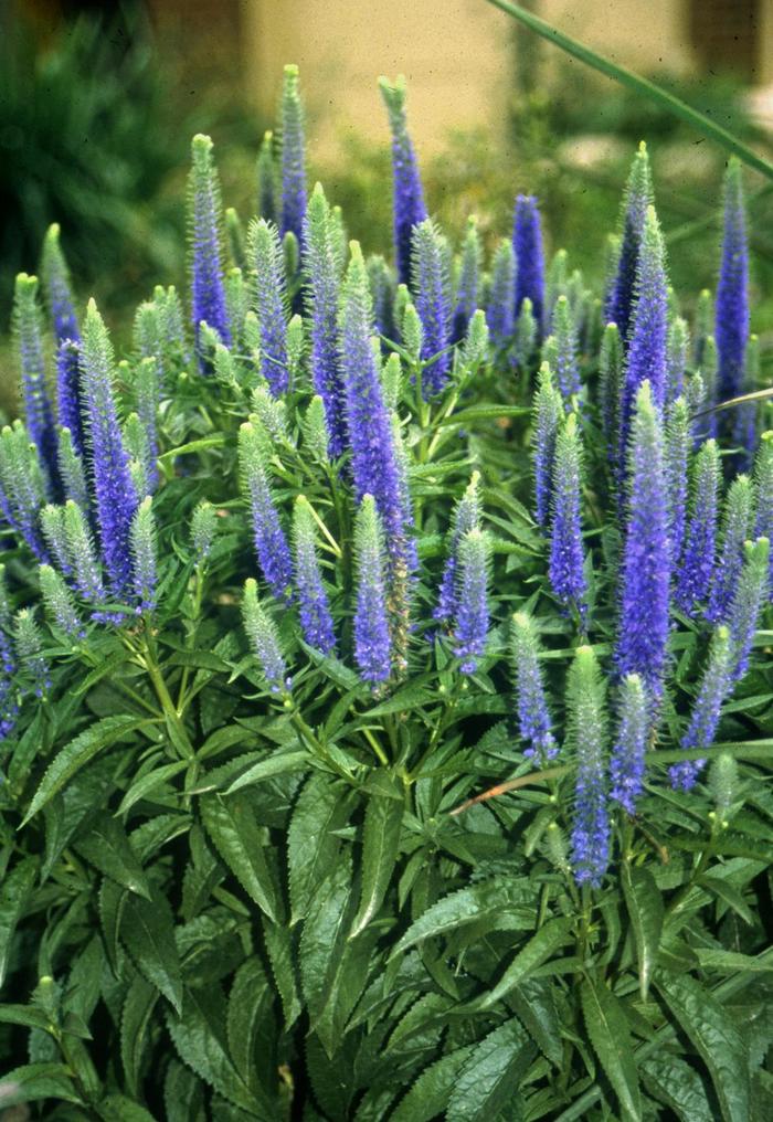 'Royal Candles' - Veronica spicata from EC Browns Nursery