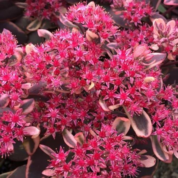 Sunsparkler&reg; Dream Dazzler - Sedum 'Dream Dazzler' PPAF (Stonecrop) from EC Browns Nursery