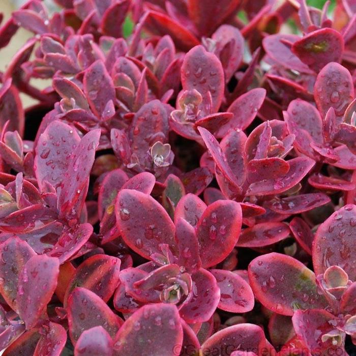 SunSparkler&reg; Wildfire - Sedum from EC Browns Nursery