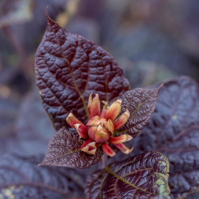 'Burgundy Spice' Purple-leaf Sweetshrub - Calycanthus floridus from EC Browns Nursery