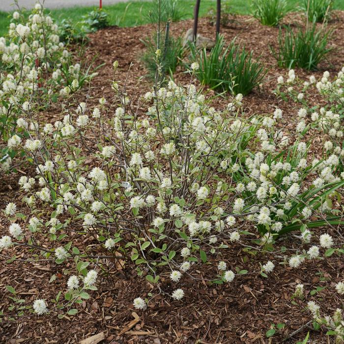Legend of the Small&reg; Bottlebrush - Fothergilla x intermedia from EC Browns Nursery