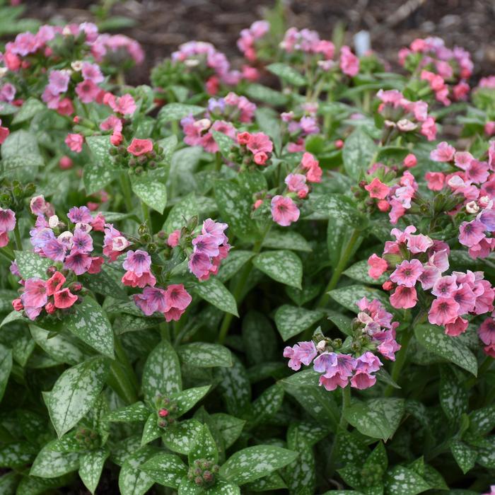 'Pretty in Pink' Lungwort - Pulmonaria from EC Browns Nursery