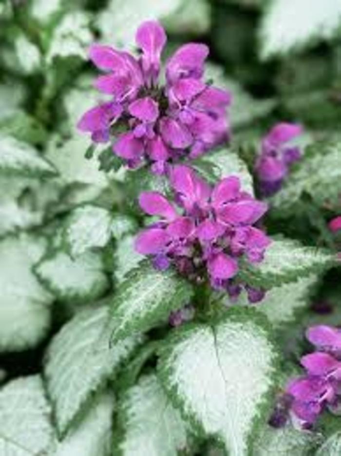 'Beacon Silver' - Lamium maculatum from EC Browns Nursery