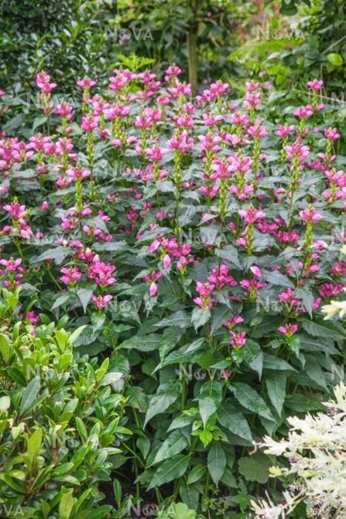 Tiny Tortuga Pink Turtlehead - Chelone obliqua 'Armtipp02' (Pink Turtlehead) from EC Browns Nursery