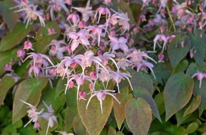 'Pretty in Pink' Barrenwort - Epimedium grandiflorum from EC Browns Nursery