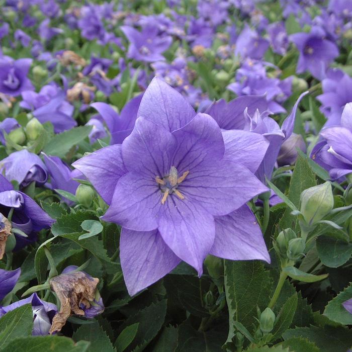'Astra Double Blue' Balloon Flower - Platycodon hybrid from EC Browns Nursery