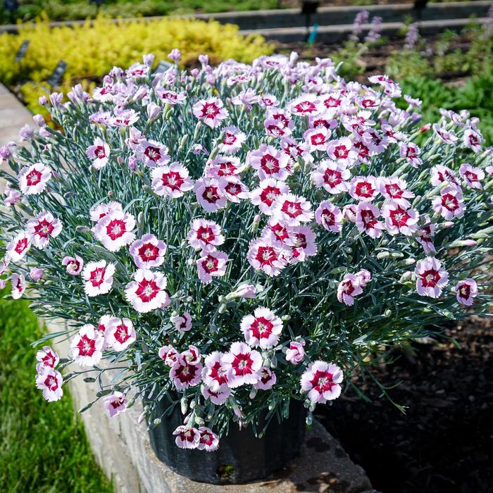 Mountain Frost&trade; Ruby Snow - Dianthus 'Ruby Snow' (China Pinks, Cheddar Pinks) from EC Browns Nursery