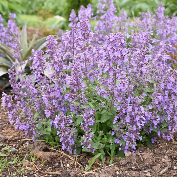 'Picture Purrfect' Catmint - Nepeta x from EC Browns Nursery