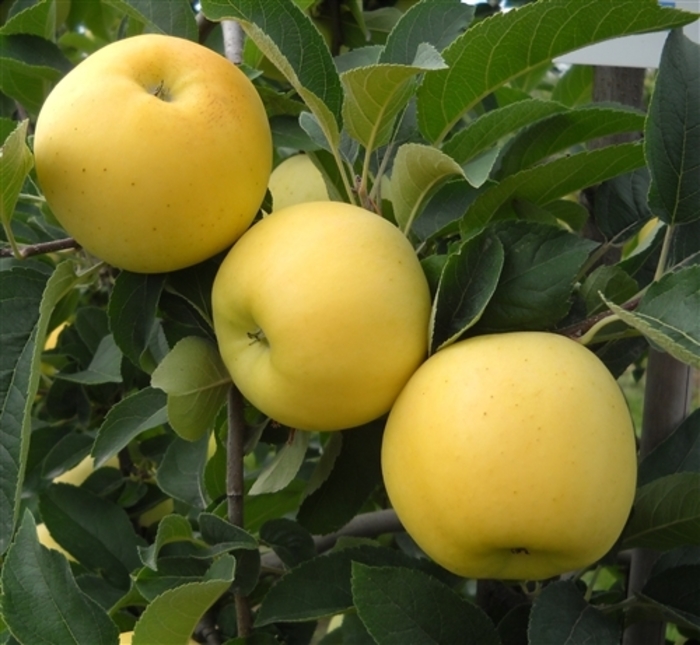 Gold Rush Apple - Apple ''GoldRush'' from EC Browns Nursery