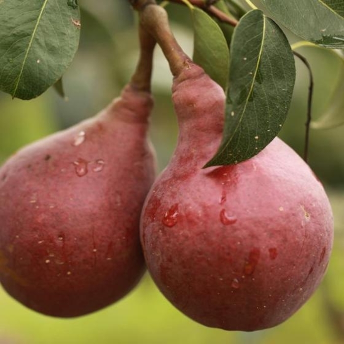 Pear (Pyrus) 'Red Clapp's] - Pear 'Red Clapps' from EC Browns Nursery