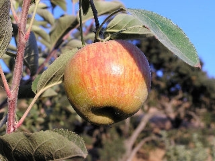 Ribston Pippin SD Apple (cider) - Apple 'Ribston Pippin' from EC Browns Nursery