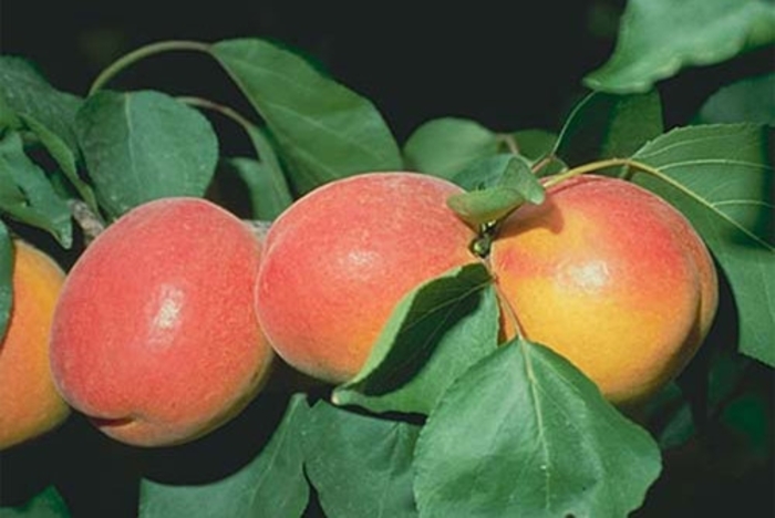 GoldStrike Apricot - Apricot (Prunus 'GoldStrike' from EC Browns Nursery
