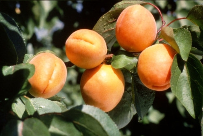 Goldrich Apricot - Apricot (Prunus) 'Goldrich' from EC Browns Nursery
