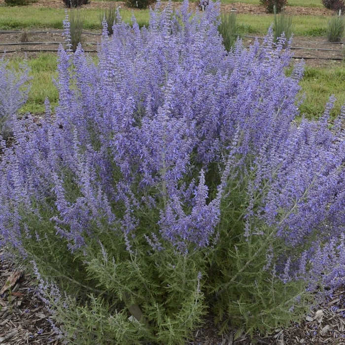 'Denim 'n Lace' - Perovskia atriplicifolia (Russian Sage) from EC Browns Nursery