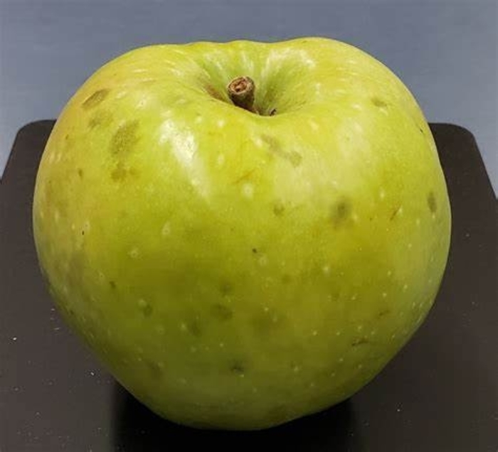 Pound Sweet SD Apple - Apple 'Pound Sweet' from EC Browns Nursery