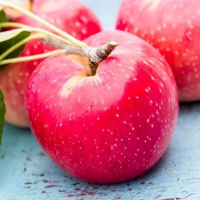 Kindercrisp STD Apple - Apple 'Kindercrisp' from EC Browns Nursery