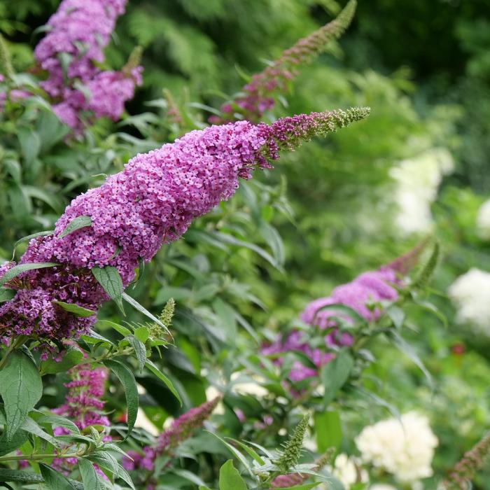 Butterfly Bush - Buddleia from EC Browns Nursery