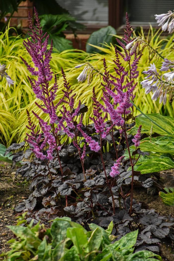 'Dark Side of the Moon' False Spirea - Astilbe from EC Browns Nursery