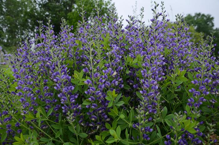 Decadence&reg; Blueberry Sundae - Baptisia hybrid from EC Browns Nursery