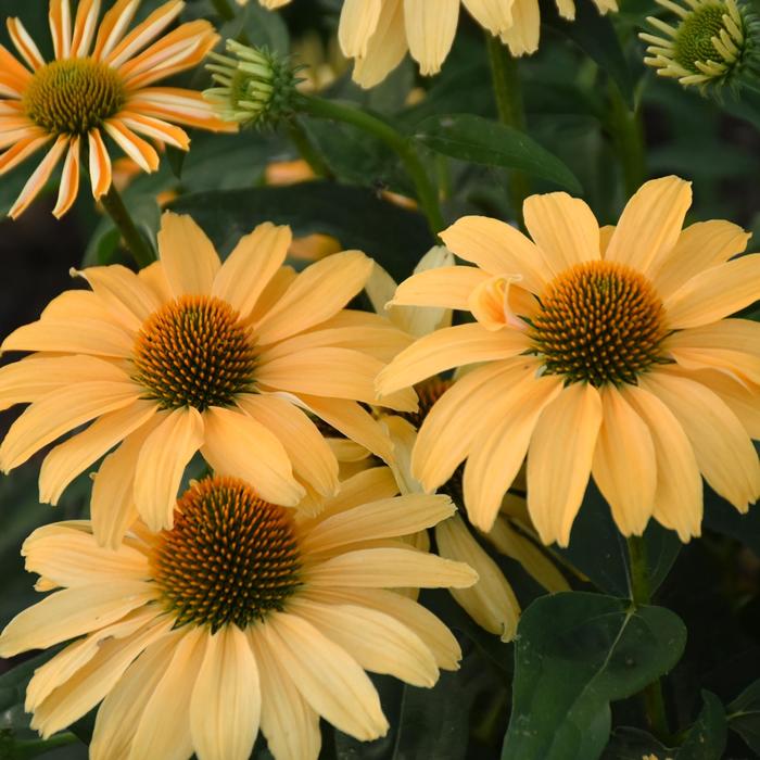 Color Coded&reg; 'One in a Melon' - Echinacea (Coneflower) from EC Browns Nursery