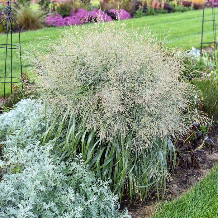 Prairie Winds&reg; Niagara Falls - Panicum virgatum PPAF, Can PBRAF from EC Browns Nursery