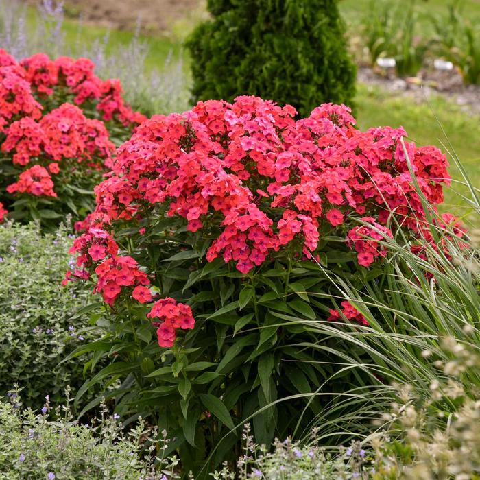 Luminary™ 'Sunset Coral' - Phlox paniculata (Garden Phlox) from EC Browns Nursery