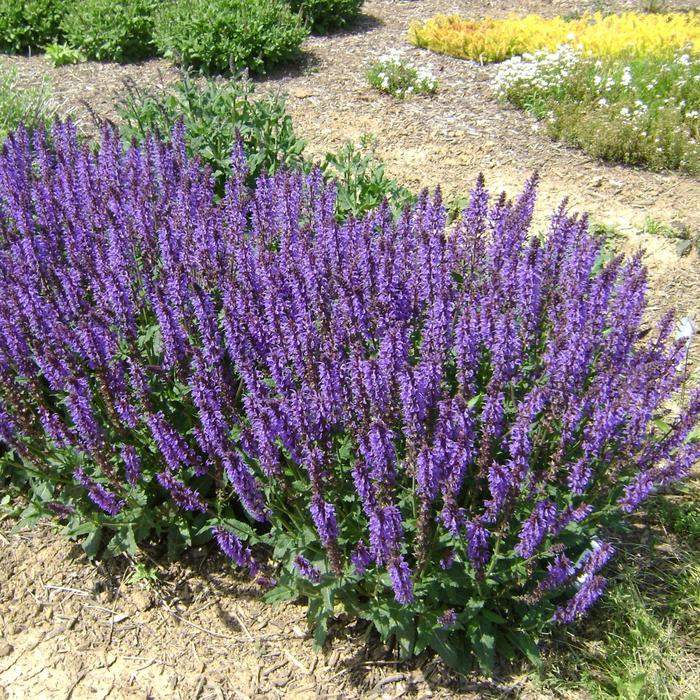 'Blue by You' Meadow Sage - Salvia nemorosa from EC Browns Nursery