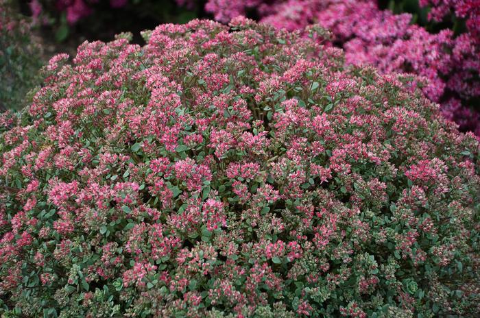 Steel The Show Stonecrop - Sedum cauticola ''Steel The Show'' PP31314 (Stonecrop) from EC Browns Nursery