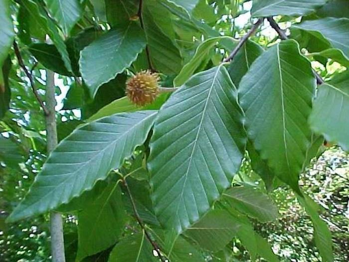 American Beech - Fagus grandifolia (American Beech) from EC Browns Nursery