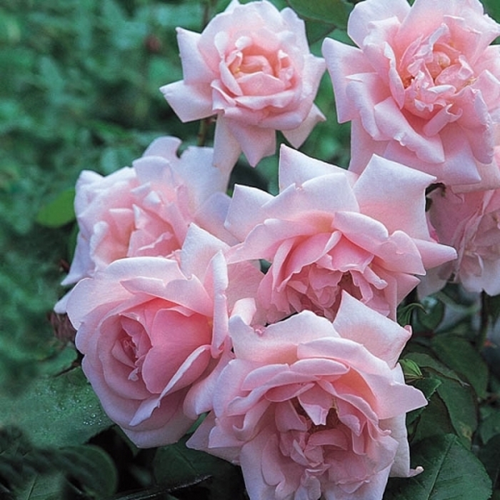 New Dawn Rose - Rosa 'New Dawn' from EC Browns Nursery
