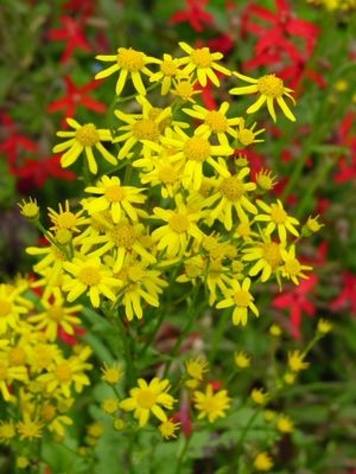 Golden Ragwort - Packera aurea from EC Browns Nursery