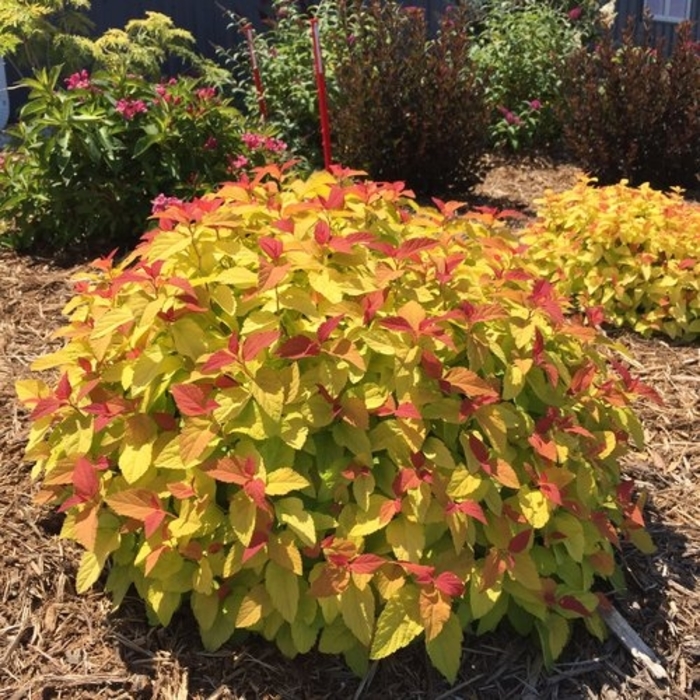 Double Play® Candy Corn® - Spiraea japonica from EC Browns Nursery
