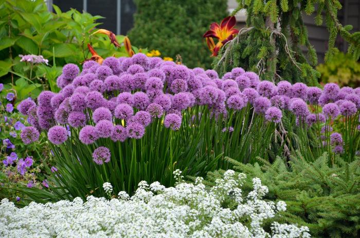 Ornamental Onion - Allium 'Millennium' from EC Browns Nursery