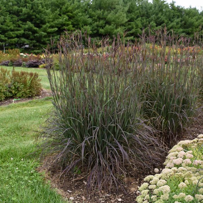 'Blackhawks' Big Bluestem - Andropogon gerardii from EC Browns Nursery