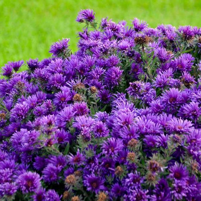 'Grape Crush' New England Aster - Aster novae-angliae from EC Browns Nursery