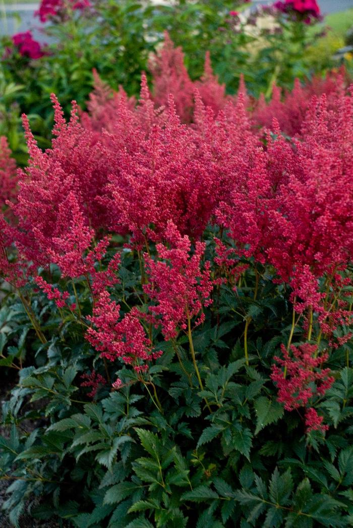 Montgomery False Spirea - Astilbe japonica 'Montgomery' (False Spirea) from EC Browns Nursery