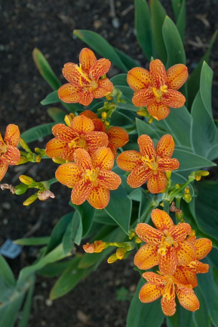 'Freckle Face' Blackberry Lily - Belamcanda chinensis from EC Browns Nursery