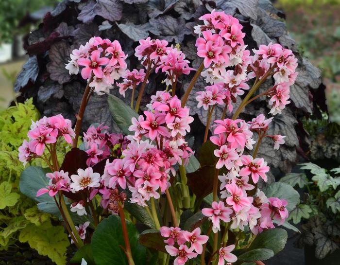 Dragon Fly&153; Angel Kiss Bergenia - Bergenia 'Dragon Fly&153; Angel Kiss' from EC Browns Nursery