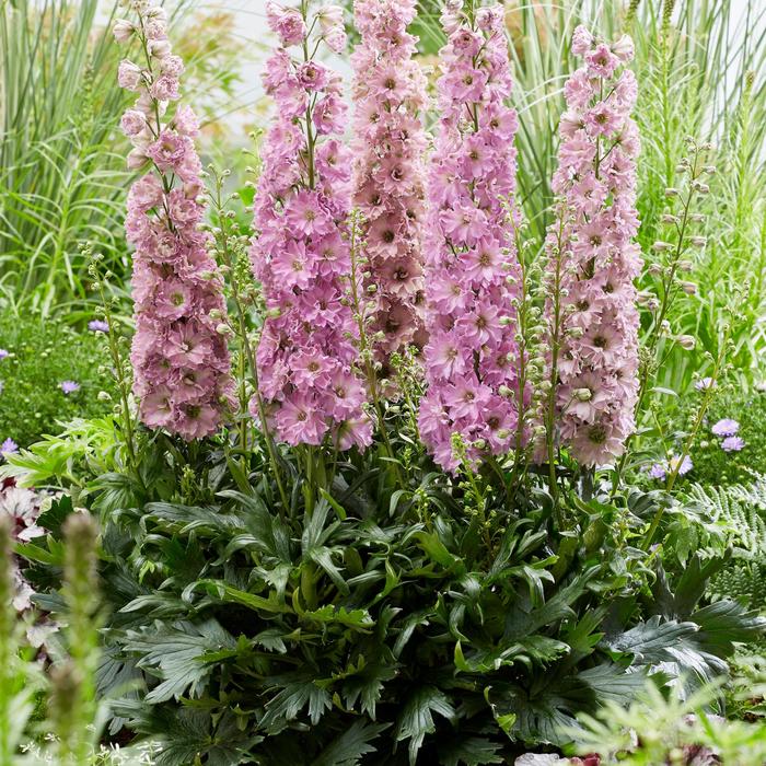Delgenius&trade; 'Juliet' - Delphinium x from EC Browns Nursery