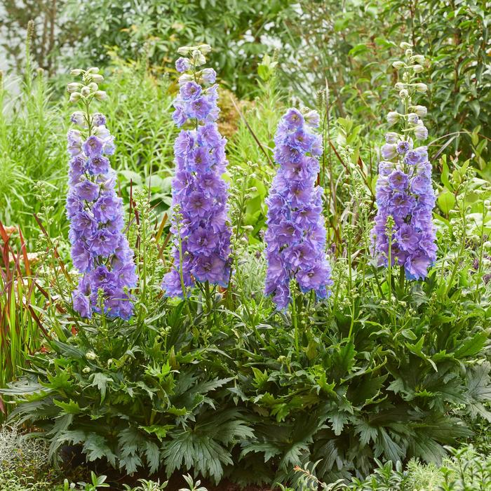 Delgenius&trade; 'Shelby' - Delphinium x from EC Browns Nursery