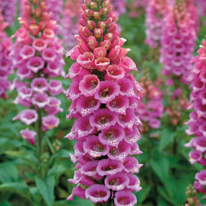 'Candy Mountain Rose' Foxglove - Digitalis purpurea from EC Browns Nursery