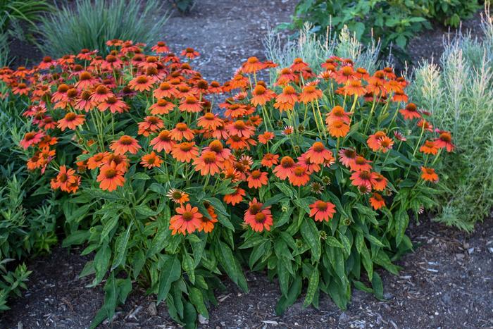 Sombrero&reg; Adobe Orange - Echinacea 'Adobe Orange' (Coneflower) from EC Browns Nursery