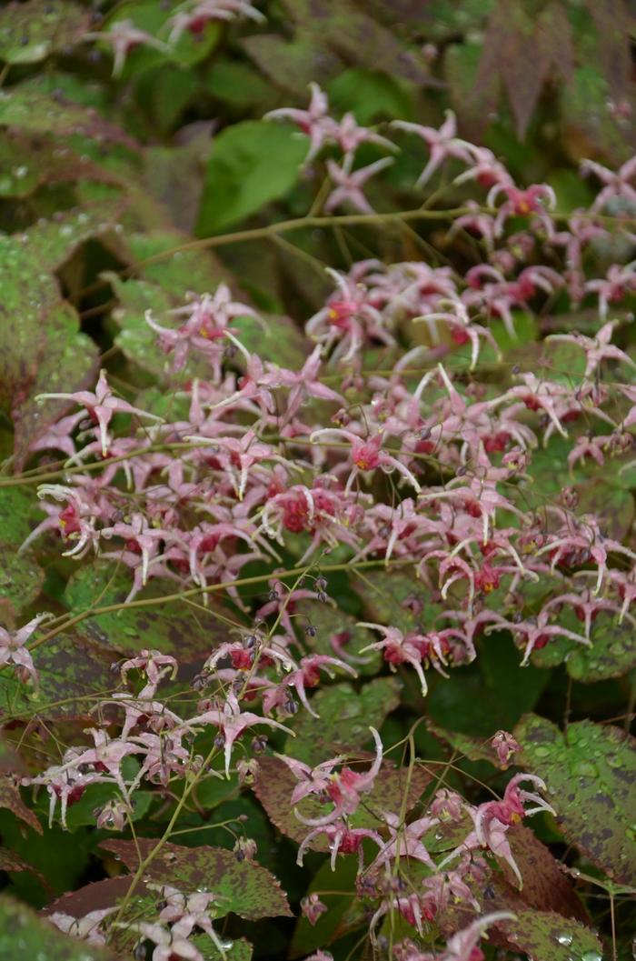 'Pink Champagne' Barrenwort - Epimedium hybrid from EC Browns Nursery