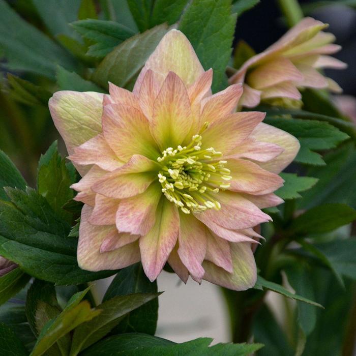 Wedding Party&reg; Lenten Rose - Helleborus x from EC Browns Nursery