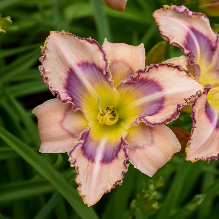 'Handwriting on the Wall' Daylily - Hemerocallis from EC Browns Nursery